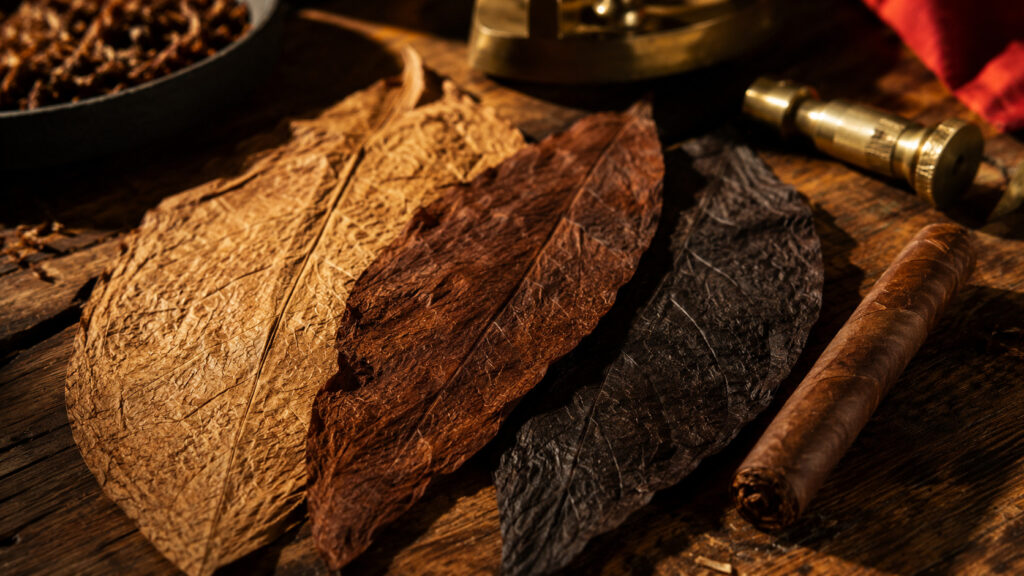 Close-up of Connecticut, Habano and Maduro wrapper leaves and cigars on a rolling table
